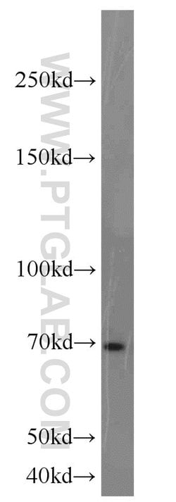 E2F4 Rabbit anti-Human, Mouse, Rat, Polyclonal, Proteintech 150 &mu;L;