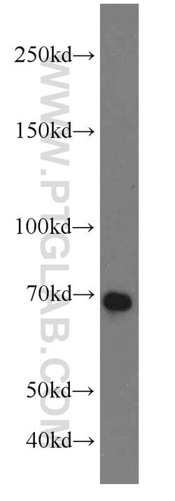 E2F4 Rabbit anti-Human, Mouse, Rat, Polyclonal, Proteintech 150 &mu;L;
