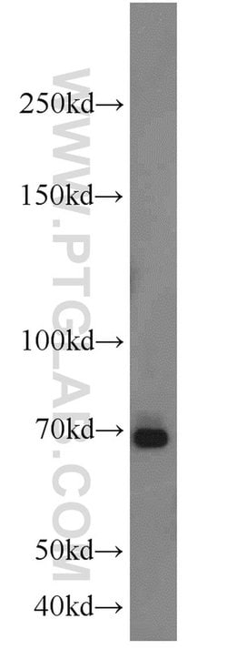 E2F4 Rabbit anti-Human, Mouse, Rat, Polyclonal, Proteintech 150 &mu;L;