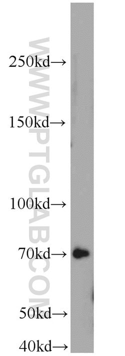 E2F4 Rabbit anti-Human, Mouse, Rat, Polyclonal, Proteintech 150 &mu;L;