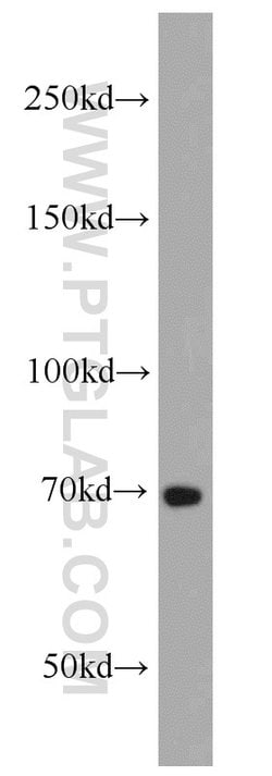 E2F4 Rabbit anti-Human, Mouse, Rat, Polyclonal, Proteintech 150 &mu;L;