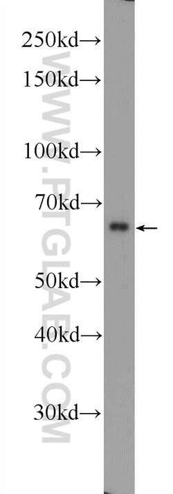 AMPK alpha 1 Rabbit anti-Human, Mouse, Rat, Polyclonal, Proteintech 150