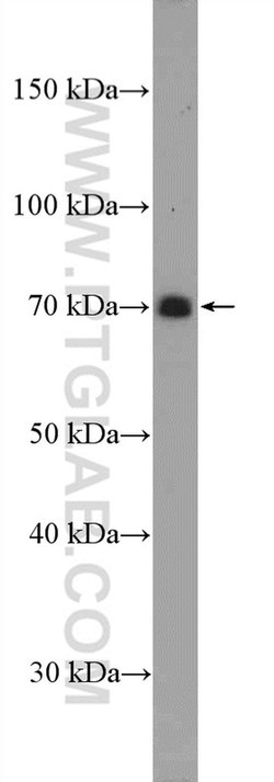 SLAM/CD150 Rabbit anti-Human, Polyclonal, Proteintech 150 &mu;L; Unconjugated:Antibodies,