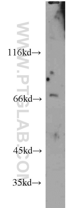 SLAM/CD150 Rabbit anti-Human, Polyclonal, Proteintech 150 &mu;L; Unconjugated:Antibodies,