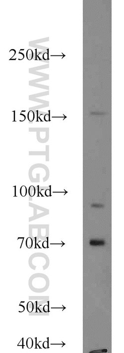 SLAM/CD150 Rabbit anti-Human, Polyclonal, Proteintech 150 &mu;L; Unconjugated:Antibodies,