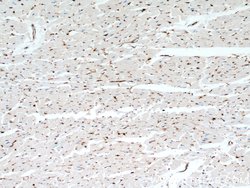 Cofilin Rabbit anti-Human, Mouse, Rat, Polyclonal, Proteintech:Antibodies:Primary