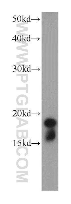 Cofilin Rabbit anti-Human, Mouse, Rat, Polyclonal, Proteintech:Antibodies:Primary