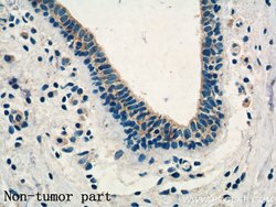 KLRG1 Rabbit anti-Human, Polyclonal, Proteintech 20 &mu;L; Unconjugated:Anticorps,