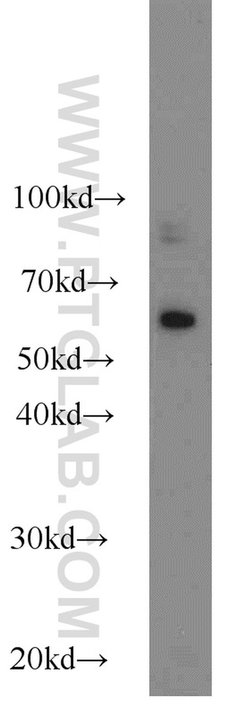 KLRG1 Rabbit anti-Human, Polyclonal, Proteintech 20 &mu;L; Unconjugated:Anticorps,