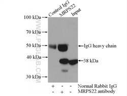 MRPS22 Rabbit anti-Human, Mouse, Rat, Polyclonal, Proteintech:Antibodies:Primary