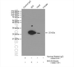 BID Rabbit anti-Human, Polyclonal, Proteintech:Antibodies:Primary Antibodies