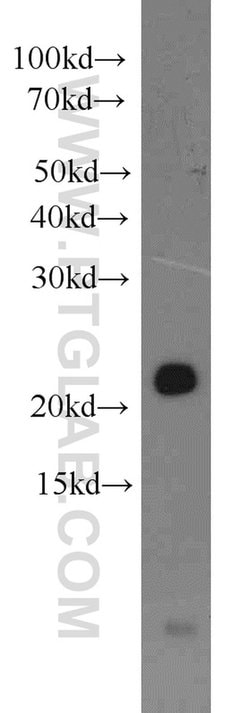 BID Rabbit anti-Human, Polyclonal, Proteintech:Antibodies:Primary Antibodies