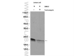 BID Rabbit anti-Human, Polyclonal, Proteintech:Antibodies:Primary Antibodies