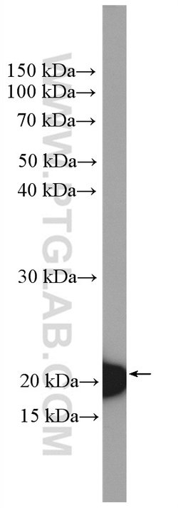 BID Rabbit anti-Human, Polyclonal, Proteintech:Antibodies:Primary Antibodies