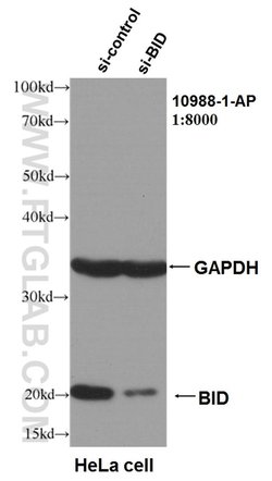 BID Rabbit anti-Human, Polyclonal, Proteintech:Antibodies:Primary Antibodies