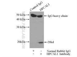 VILIP 3 Rabbit anti-Human, Mouse, Polyclonal, Proteintech:Antibodies:Primary