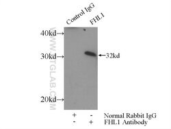 FHL1 Rabbit anti-Human, Mouse, Zebrafish, Polyclonal, Proteintech 150 &mu;L;
