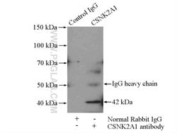 CSNK2A1 Rabbit anti-Human, Mouse, Rat, Polyclonal, Proteintech:Anticorps:Anticorps