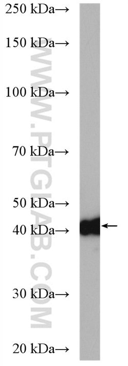CSNK2A1 Rabbit anti-Human, Mouse, Rat, Polyclonal, Proteintech:Anticorps:Anticorps