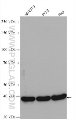 CSNK2A1 Rabbit anti-Human, Mouse, Rat, Polyclonal, Proteintech:Anticorps:Anticorps