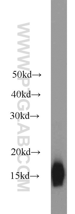 Cytochrome c Rabbit anti-Human, Mouse, Rat, Polyclonal, Proteintech:Antikörper:Primärantikörper