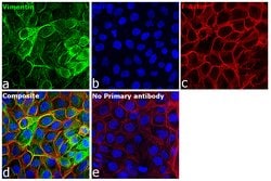 Invitrogen Rat anti-Mouse IgG (H+L) Secondary Antibody, FITC, eBioscience
