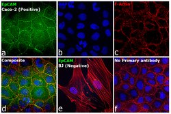 Invitrogen Rat anti-Mouse IgG (H+L) Secondary Antibody, FITC, eBioscience