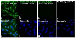 Invitrogen Rat anti-Mouse IgG (H+L) Secondary Antibody, FITC, eBioscience