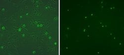 Invitrogen Rat anti-Mouse IgG (H+L) Secondary Antibody, FITC, eBioscience
