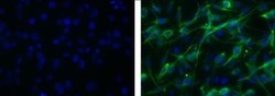 Mouse IgG1 kappa Isotype Control (P3.6.2.8.1), FITC, eBioscience , Invitrogen