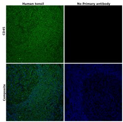 Invitrogen CD45 Monoclonal Antibody (2D1), FITC, eBioscience , Invitrogen
