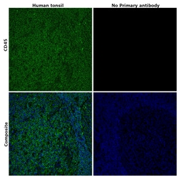 Invitrogen CD45 Monoclonal Antibody (2D1), FITC, eBioscience , Invitrogen