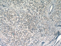 MIPEP Rabbit anti-Human, Polyclonal, Proteintech:Antibodies:Primary Antibodies