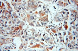 MIPEP Rabbit anti-Human, Polyclonal, Proteintech:Antibodies:Primary Antibodies