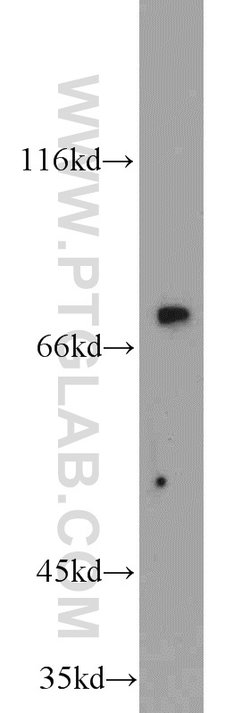 MIPEP Rabbit anti-Human, Polyclonal, Proteintech:Antibodies:Primary Antibodies