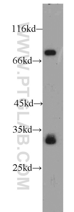LDB3 Rabbit anti-Human, Mouse, Rat, Polyclonal, Proteintech 20 &mu;L; Unconjugated:Antibodies,