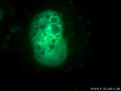 MUS81 Rabbit anti-Human, Mouse, Rat, Polyclonal, Proteintech 150 &mu;L;