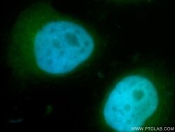 ACTR1B Rabbit anti-Human, Mouse, Rat, Polyclonal, Proteintech:Antibodies:Primary