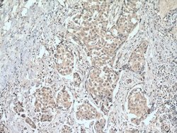 ACTR1B Rabbit anti-Human, Mouse, Rat, Polyclonal, Proteintech:Antibodies:Primary