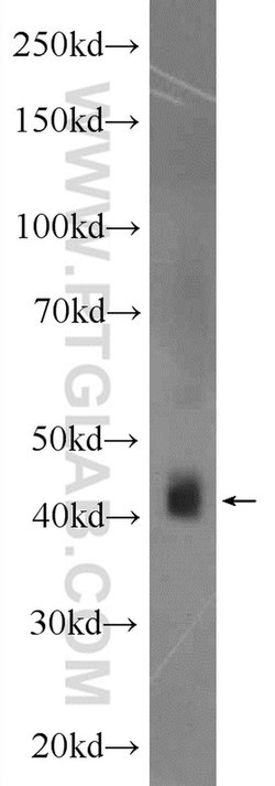 ACTR1B Rabbit anti-Human, Mouse, Rat, Polyclonal, Proteintech:Antibodies:Primary