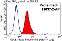 Glutamine synthetase Rabbit anti-Human, Mouse, Rat, Polyclonal, Proteintech:Antibodies:Primary