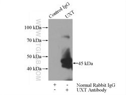 UXT Rabbit anti-Human, Mouse, Rat, Polyclonal, Proteintech 150 &mu;L; Unconjugated:Antibodies,