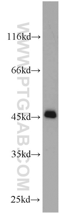 UXT Rabbit anti-Human, Mouse, Rat, Polyclonal, Proteintech 150 &mu;L; Unconjugated:Antibodies,