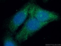 GSNOR/ADH5 Rabbit anti-Human, Mouse, Rat, Polyclonal, Proteintech:Antibodies:Primary
