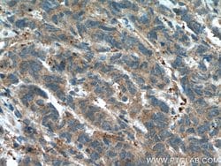 GSNOR/ADH5 Rabbit anti-Human, Mouse, Rat, Polyclonal, Proteintech:Antibodies:Primary