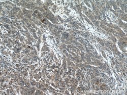 GSNOR/ADH5 Rabbit anti-Human, Mouse, Rat, Polyclonal, Proteintech:Antibodies:Primary