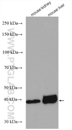 GSNOR/ADH5 Rabbit anti-Human, Mouse, Rat, Polyclonal, Proteintech:Antibodies:Primary