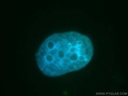 GANP Rabbit anti-Human, Mouse, Rat, Polyclonal, Proteintech:Antibodies:Primary