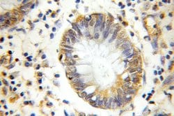 GANP Rabbit anti-Human, Mouse, Rat, Polyclonal, Proteintech:Antibodies:Primary