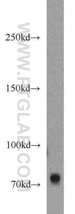 GANP Rabbit anti-Human, Mouse, Rat, Polyclonal, Proteintech:Antibodies:Primary